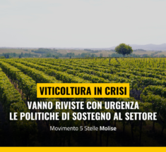 Settore vitivinicolo in crisi, vanno riviste politiche di sostegno al comparto